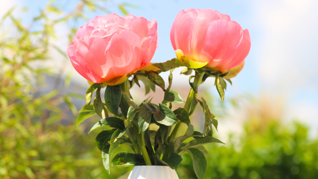 Zwei rosa Pfingstrosen in einer weißen Vase, im Sonnenlicht vor unscharfem Gartenhintergrund.