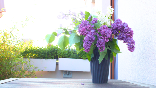 Schwarze, gerillte Vase mit üppigem Fliederstrauß und Fliederrispen in Weiß und Violett auf einer Terrasse bei hellem, morgentlichem Sonnenschein.